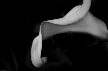 calla